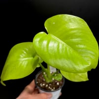 Monstera 'Full Moon Gold'(1点物)