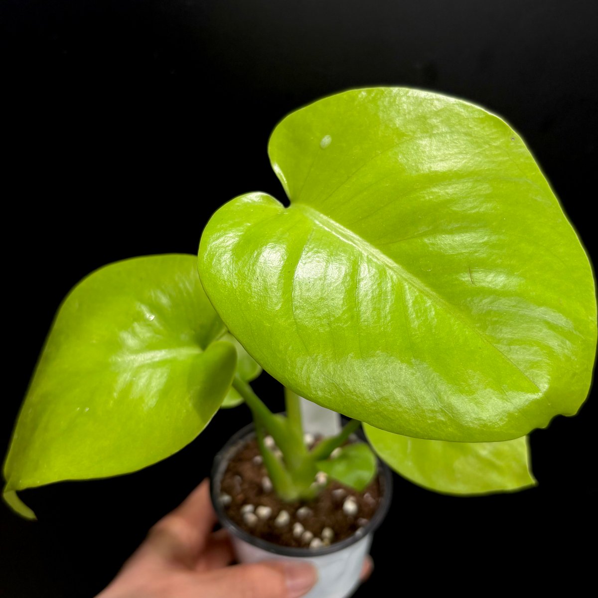 Monstera 'Full Moon Gold'(1点物) | hanatsumugi GREEN