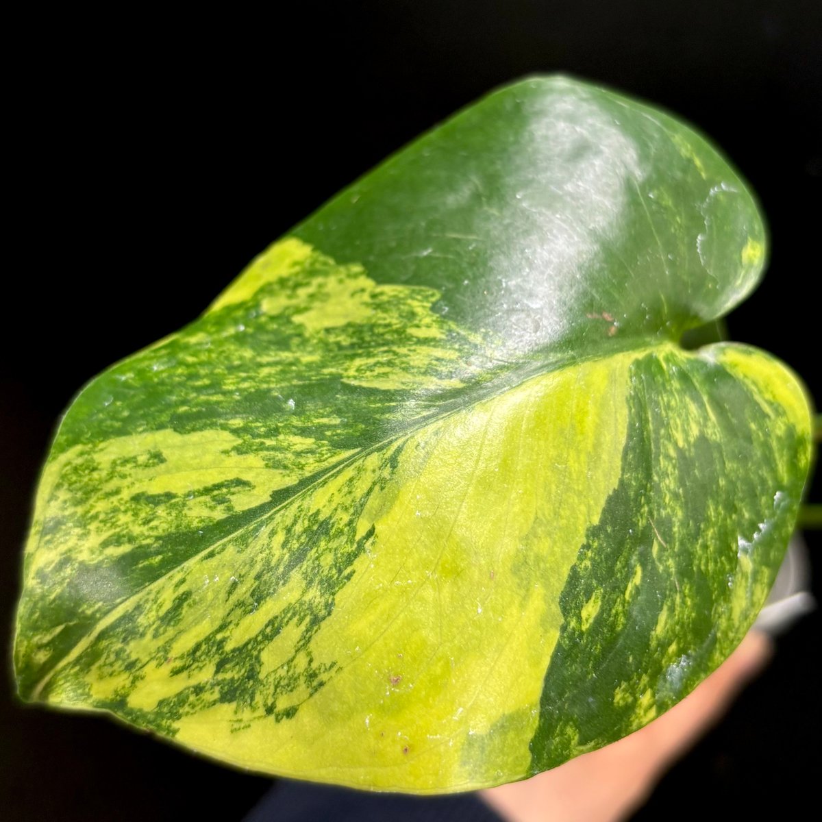 Monstera deliciosa 'Yellow Marilyn'(1点物:no.2) |
