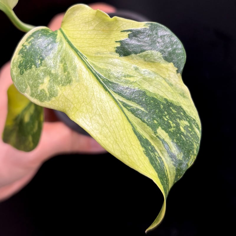 Monstera deliciosa 'Electrolight' (1点物) | hanat