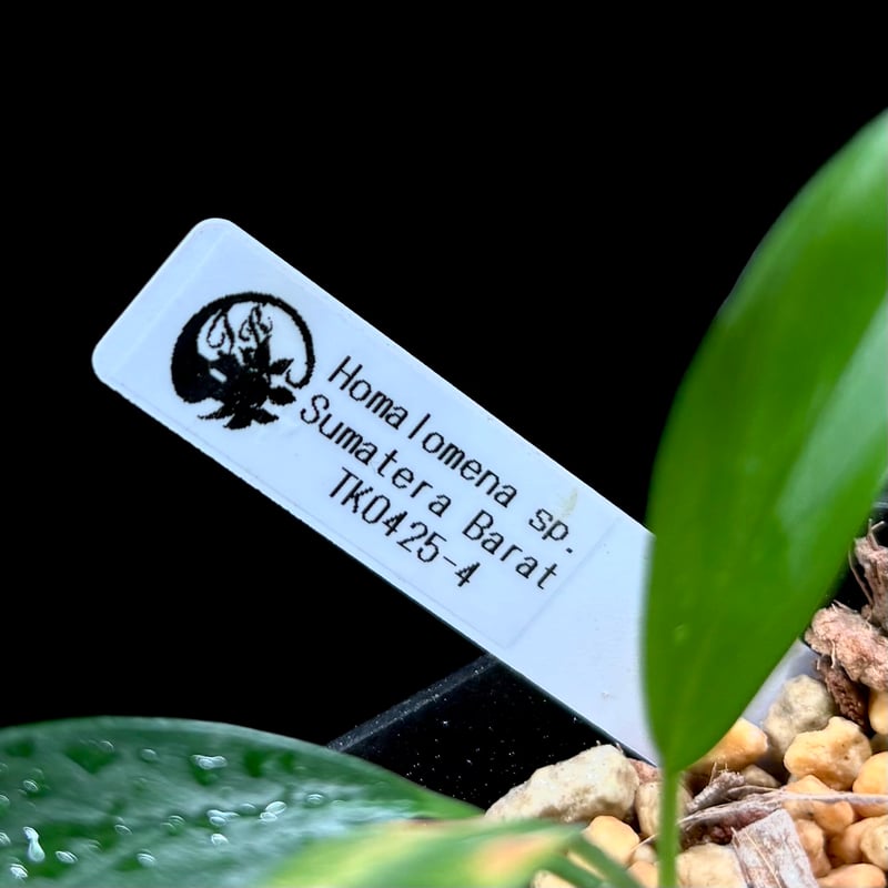 Homalomena sp. Sumatera Barat TK0425-4【Homa-001