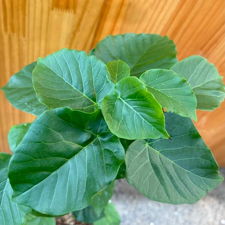 フィカスウンベラータ | STORES