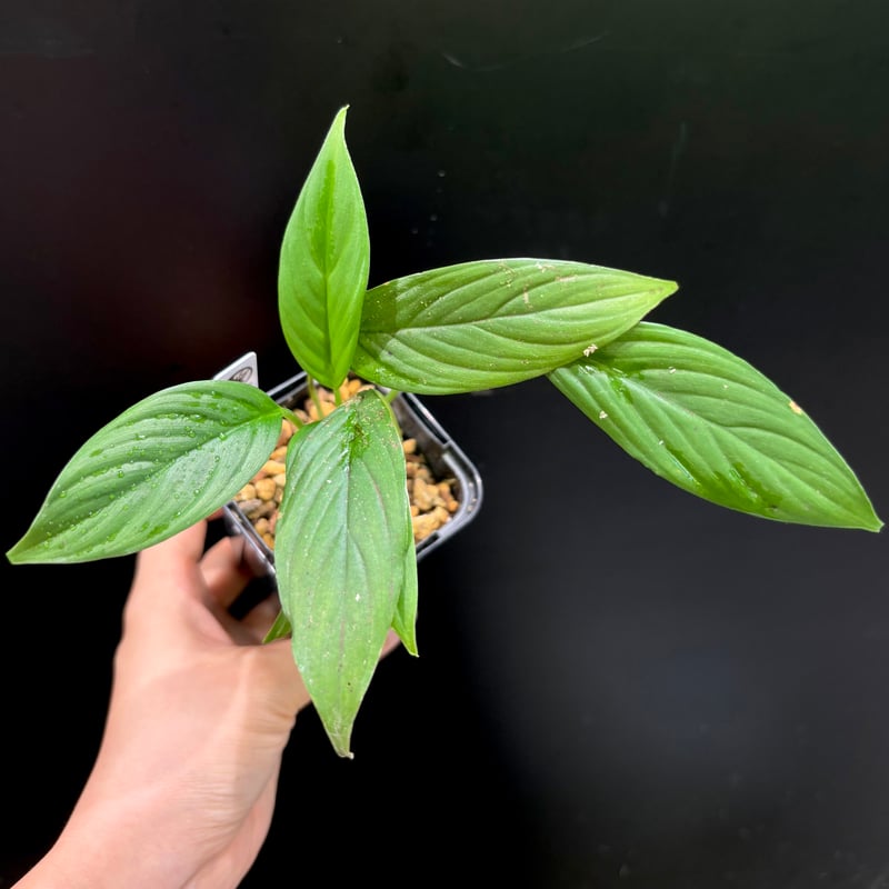 Homalomena sp. Padang, Sumatera TK0425-3【Homa-0