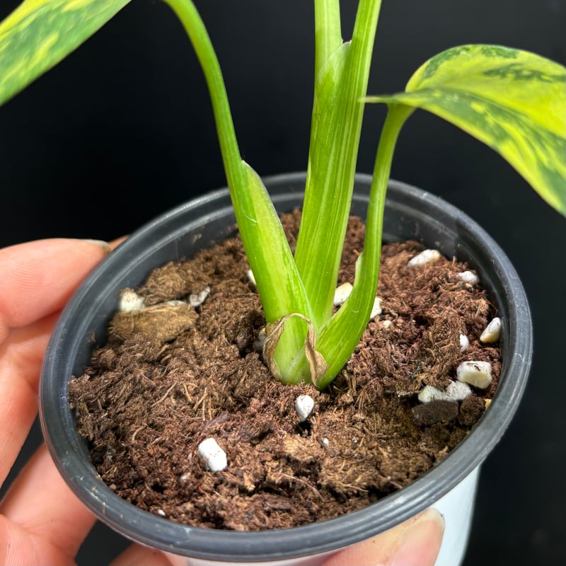 Monstera deliciosa 'Electrolight' (1点物) | hanat