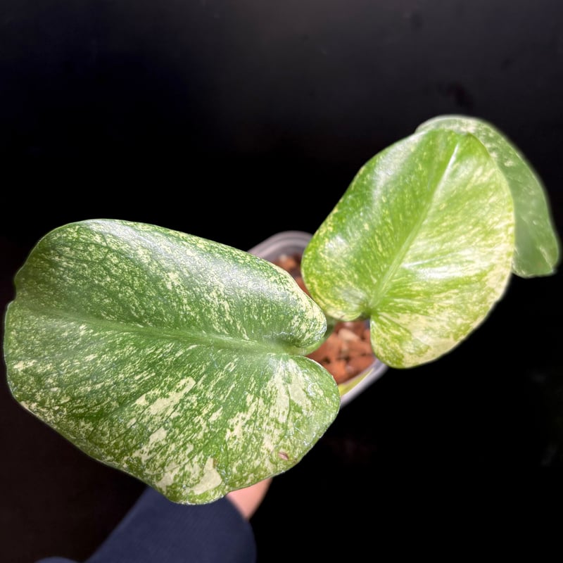 Monstera deliciosa 'White Monster'(天津蘭) (1点物:no