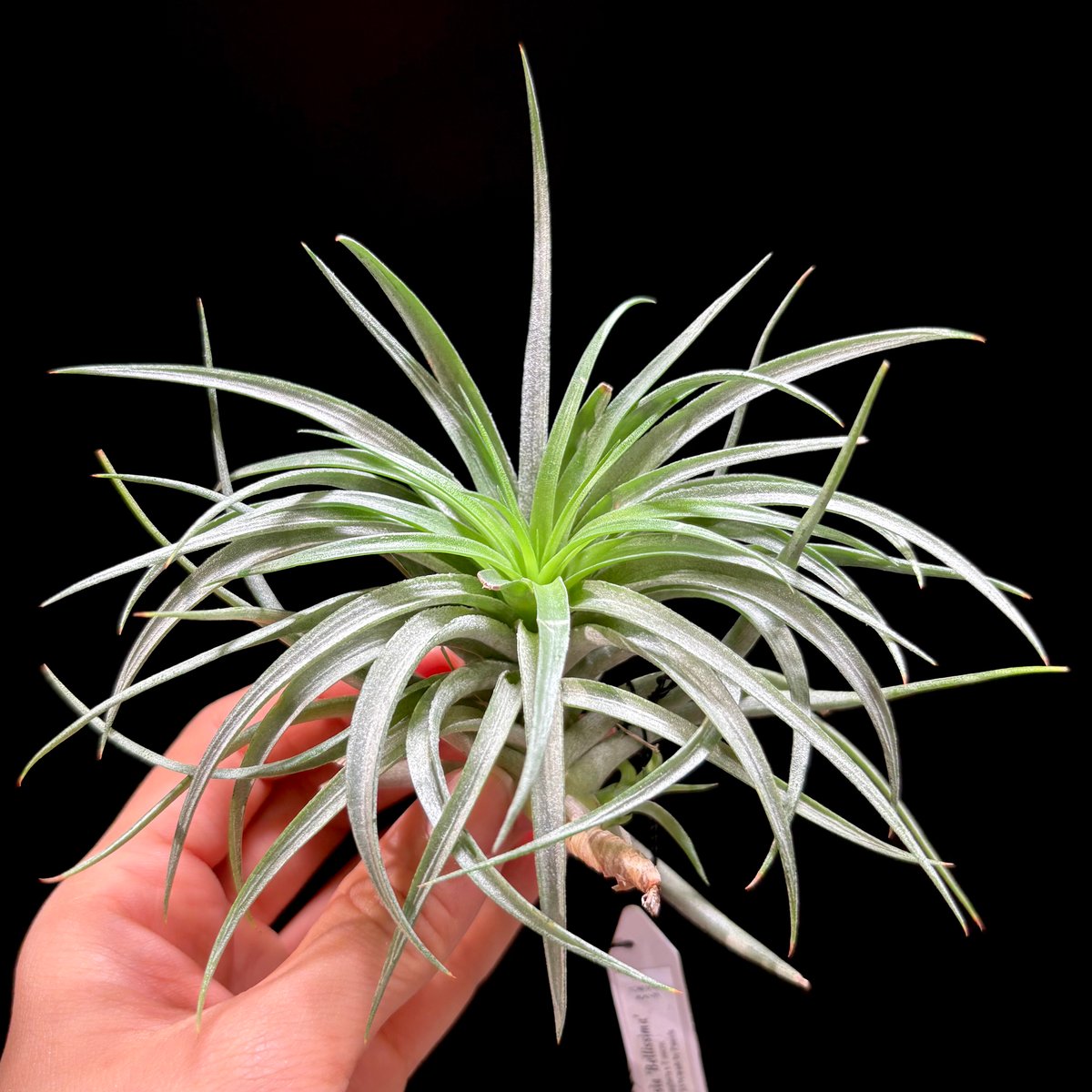Tillandsia 'Bellissima'【Tila-0007】 | hanatsumug