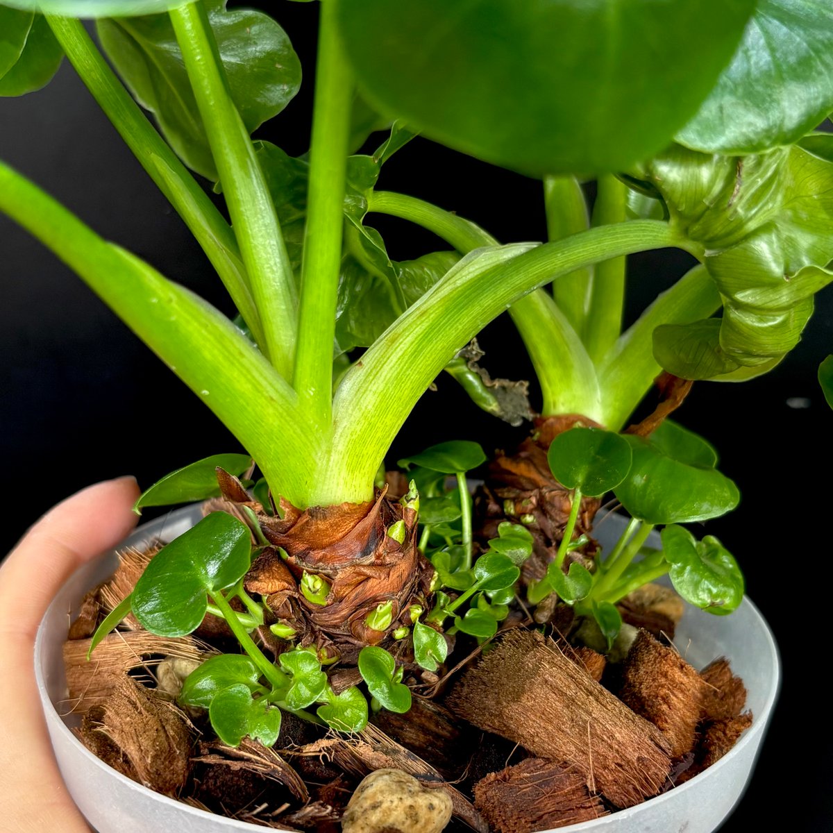 フィロデンドロン セロームスーパーアトム | hanatsumugi GREEN