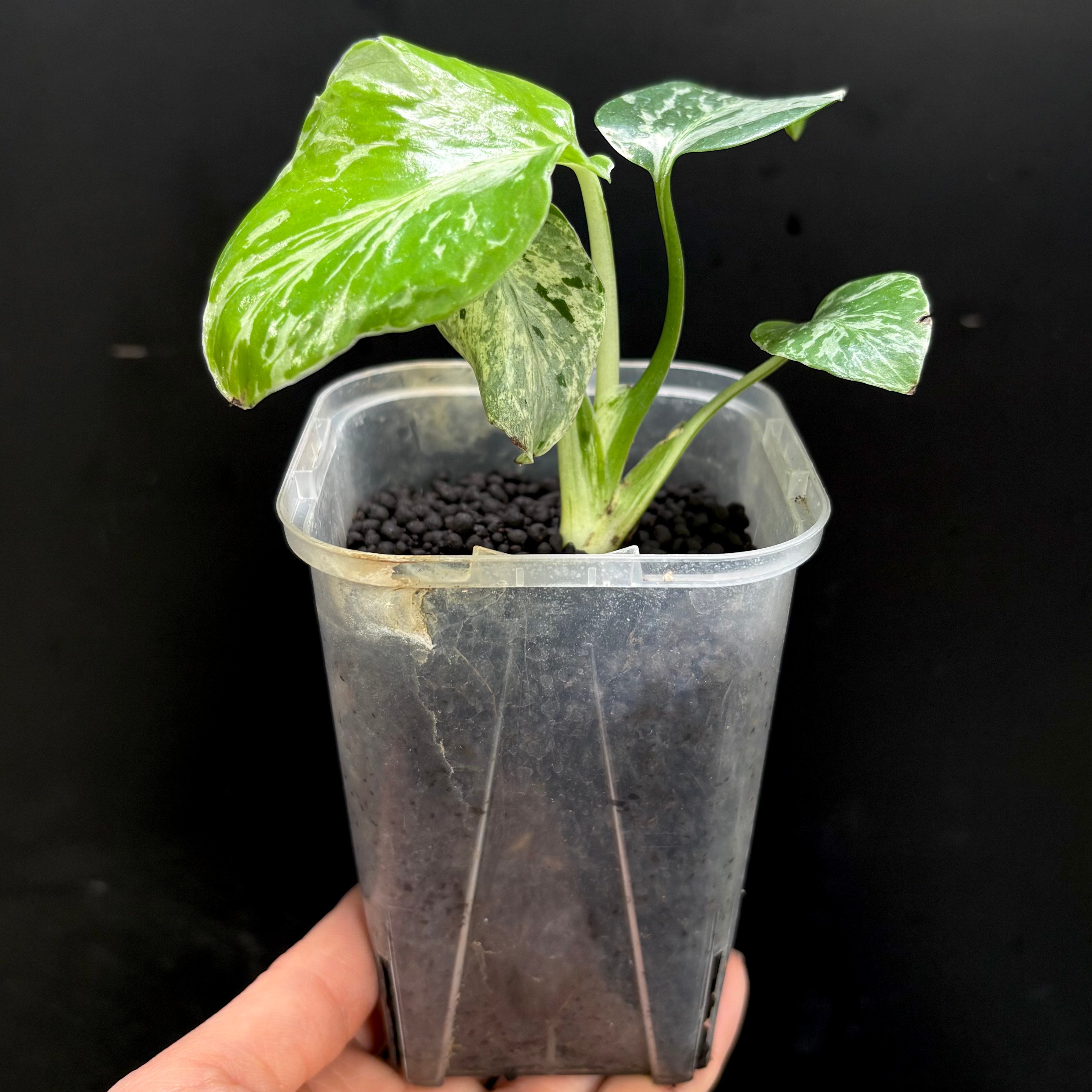 Monstera deliciosa Bulbasaur(1点物:no.1) | hanats