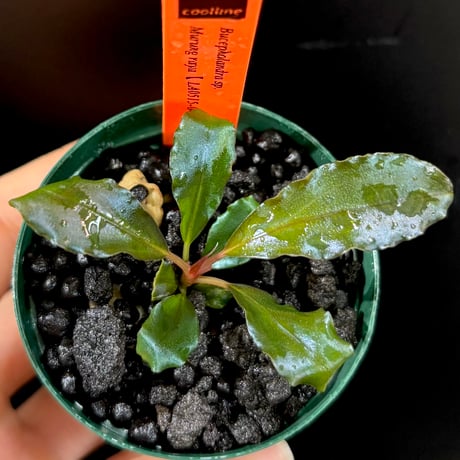 impulse0979専用Bucephalandra sp. ブセファランドラ 000000012030_H8mZOBP.jpg