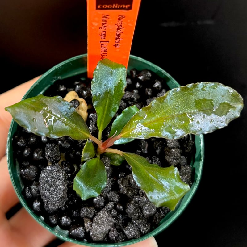 CLA】Bucephalandra sp. Murung raya 【 LA0515-04】
