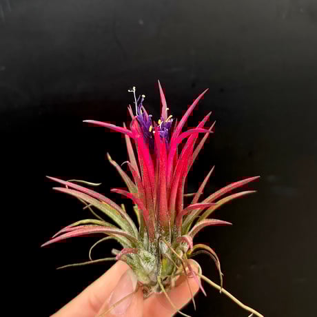 チランジア | STORES