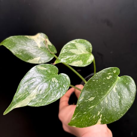 タイコンステレーション | STORES