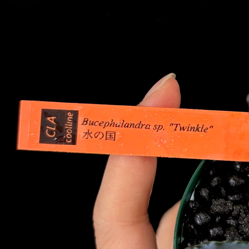 CLA】Bucephalandra sp. 