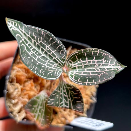 ジュエルオーキッド | STORES