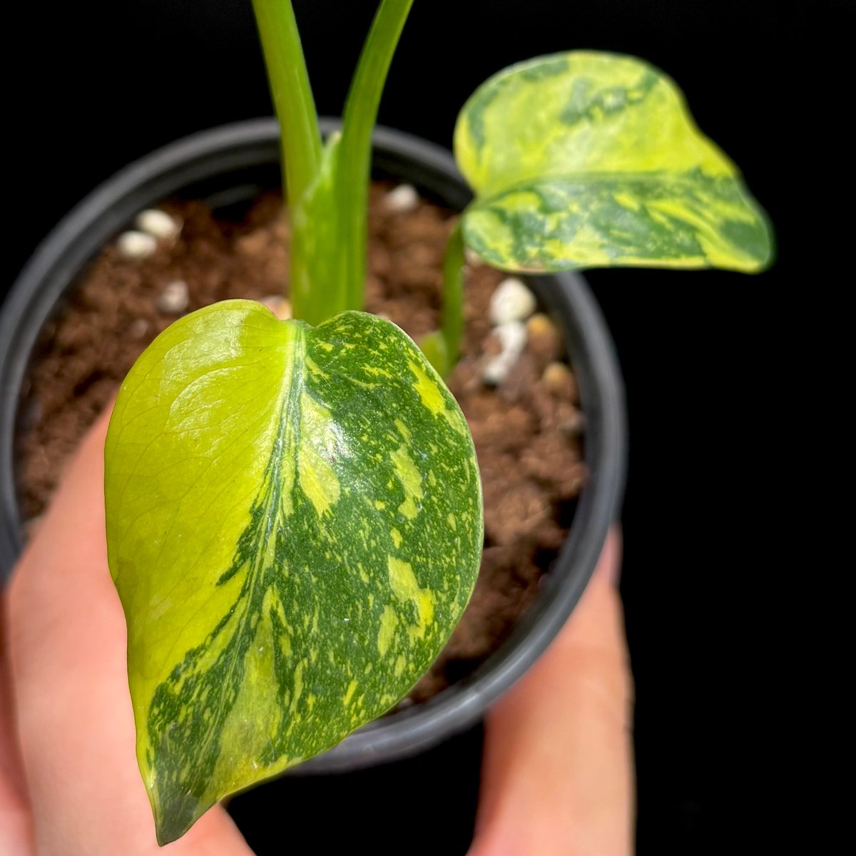 Monstera deliciosa 'Electrolight' (1点物) | hanat