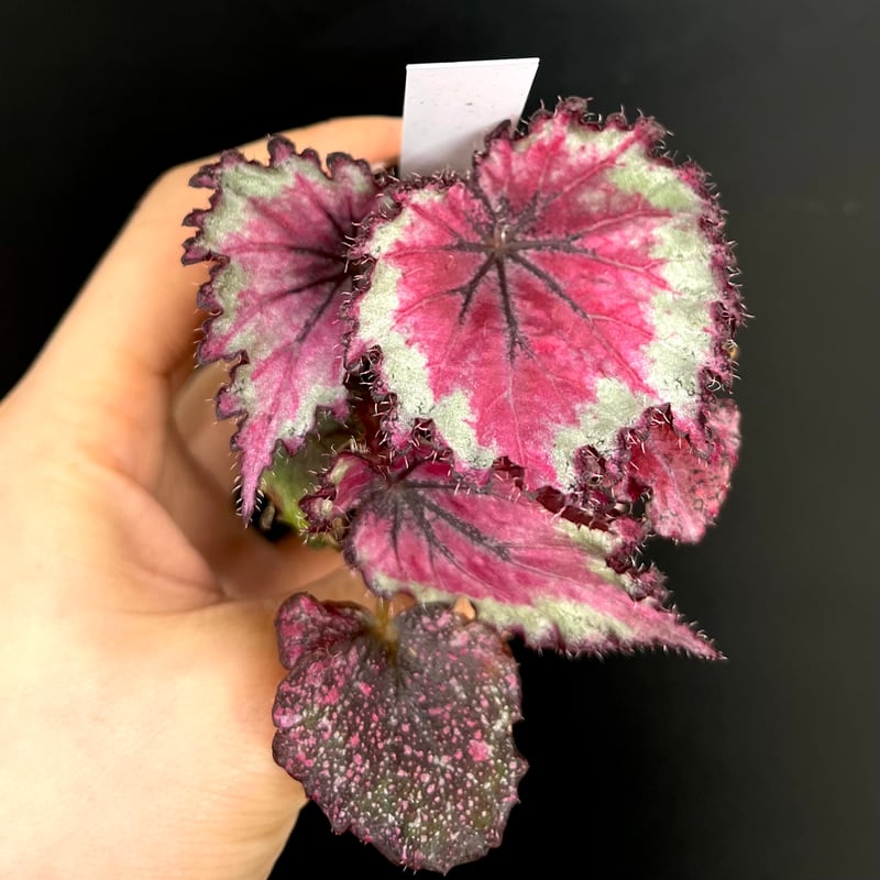 レックスベゴニア 3鉢セット | hanatsumugi GREEN