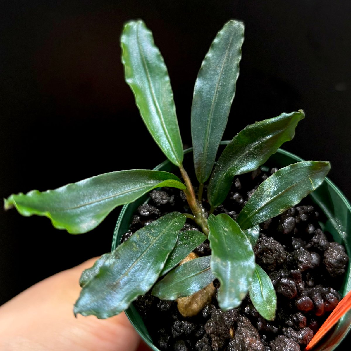 CLA】Bucephalandra sp. 