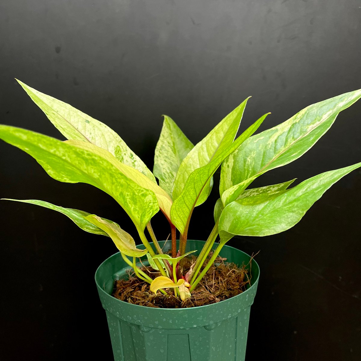 のら アンスリウム斑入り　2株 アンスリウム ハイブリッド斑入り② | hanatsumugi GREEN