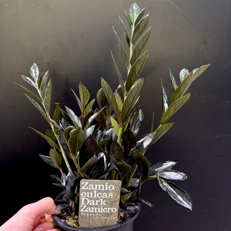 ザミオクルカス | STORES