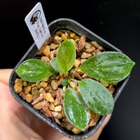 Homalomena sp. Sumatera Barat TK0425-4【Homa-001