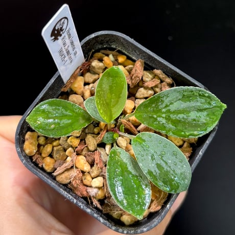 正規タグ付き　Homalomena sp. \" 紅明 \" 正規タグ付き Homalomena sp. 