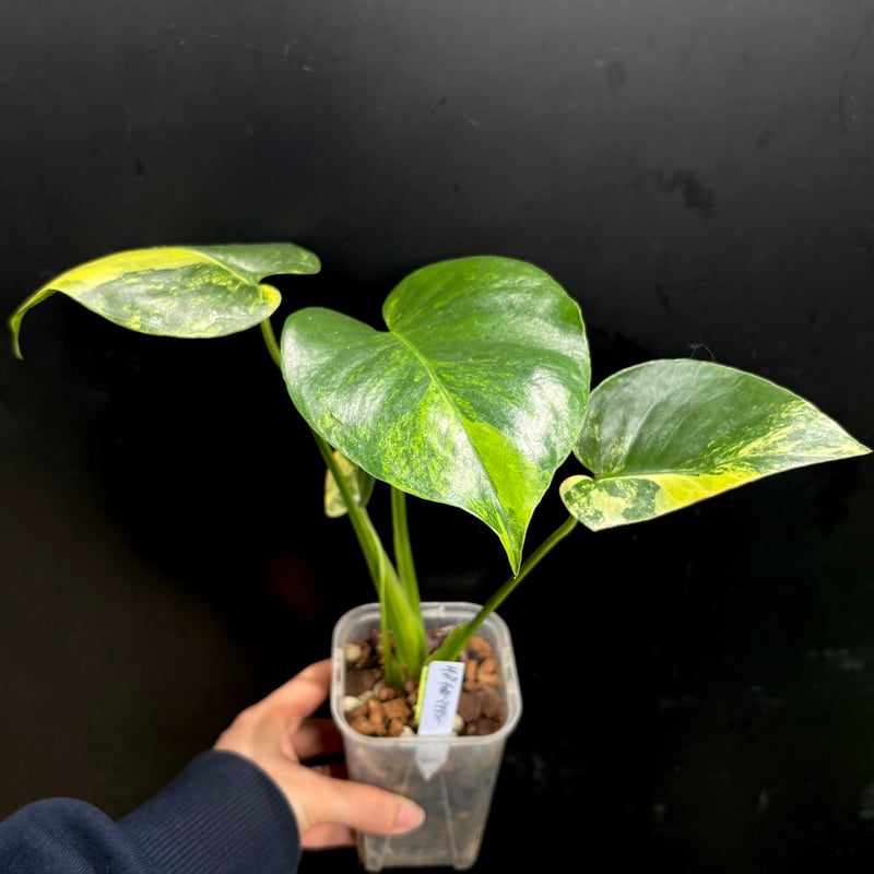 Monstera deliciosa 'Yellow Marilyn'(1点物:no.2) |