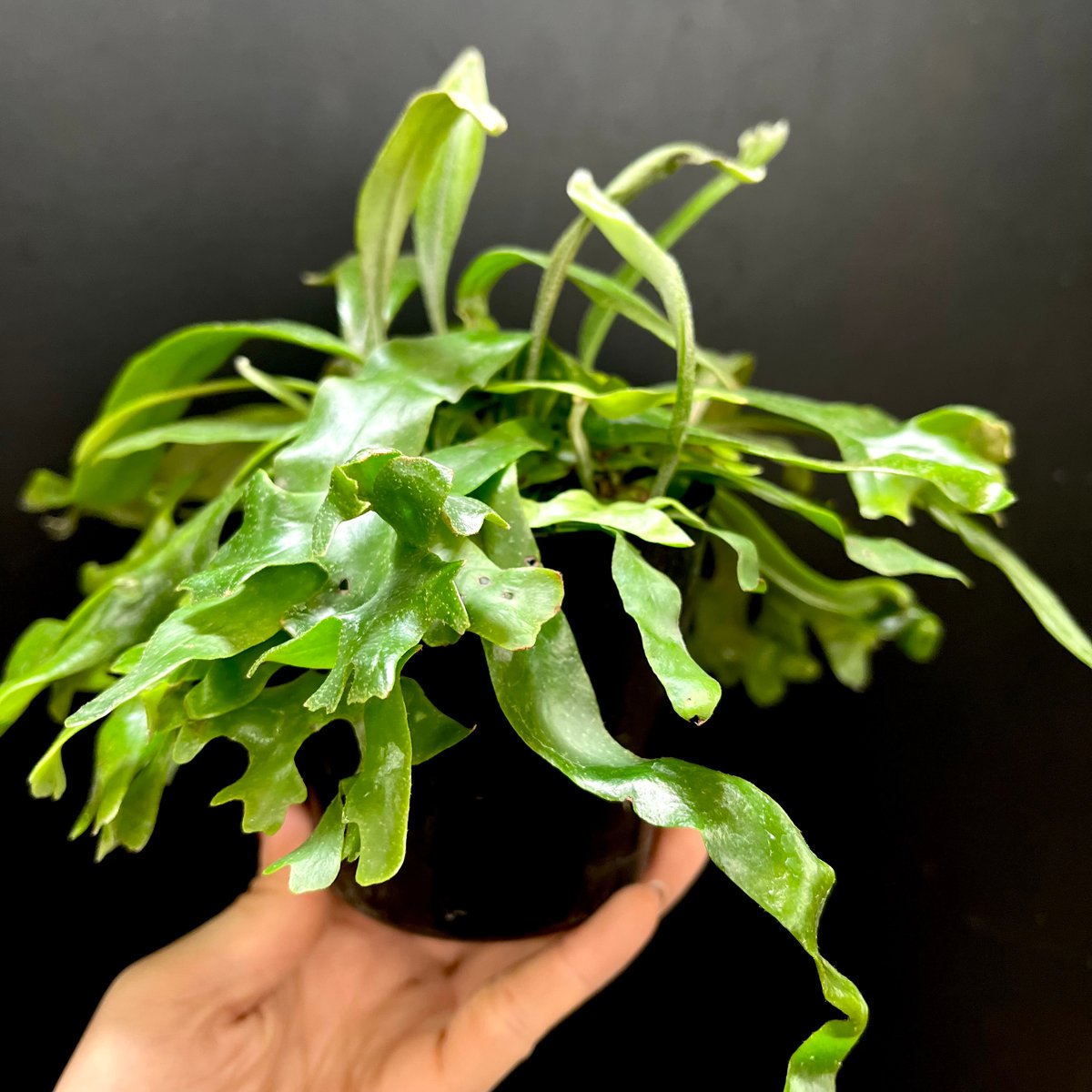 Pyrrosia longifolia ピロシア ロンギフォリア file.jpg