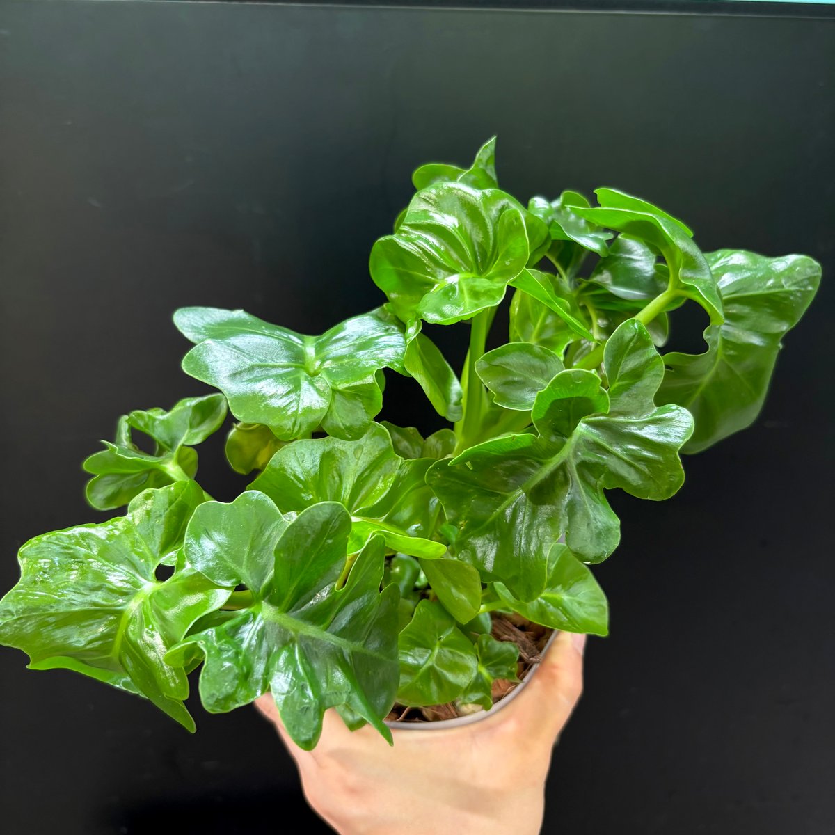 フィロデンドロン セロームスーパーアトム | hanatsumugi GREEN