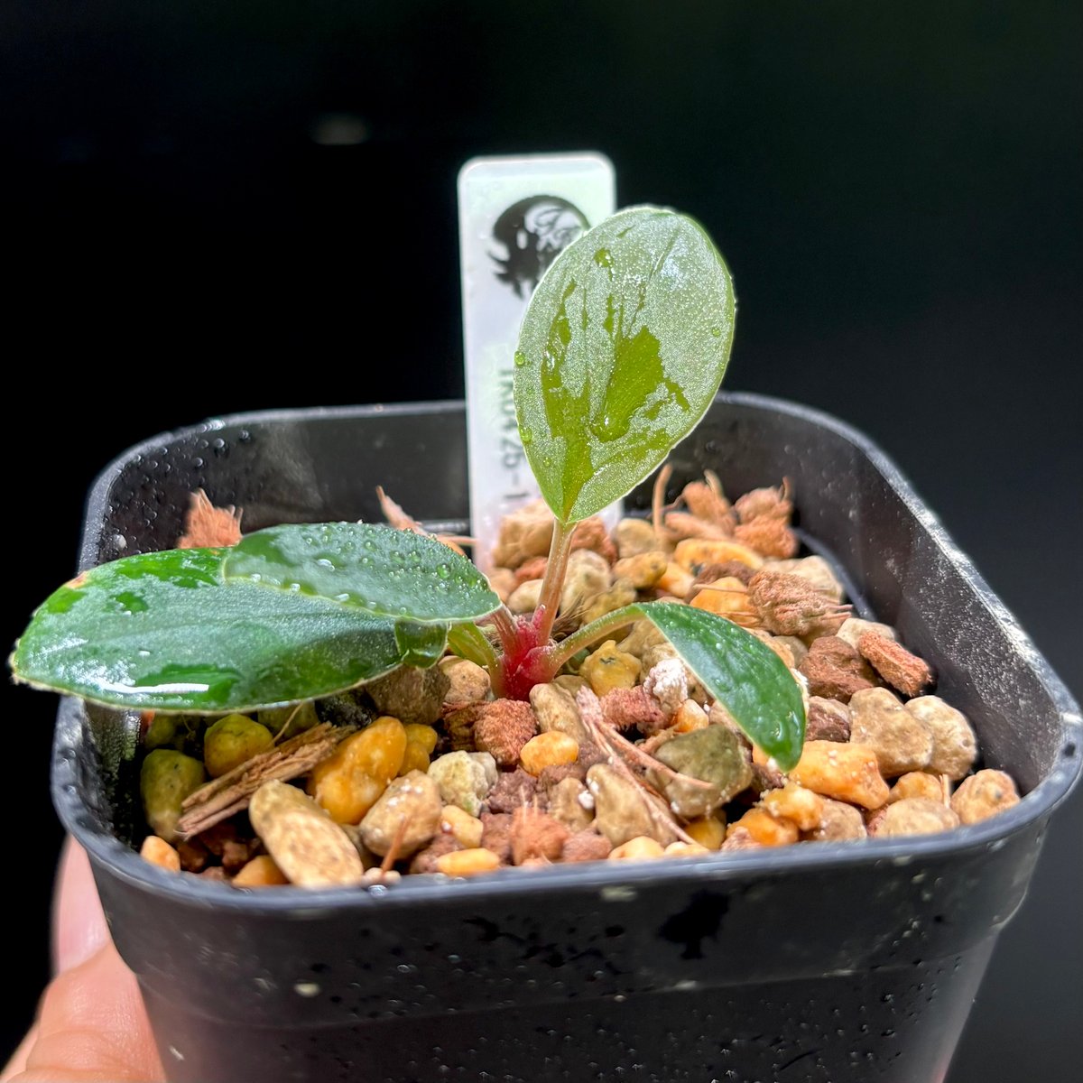 Homalomena sp. Riau, Sumatera TK0425-1【Homa-000