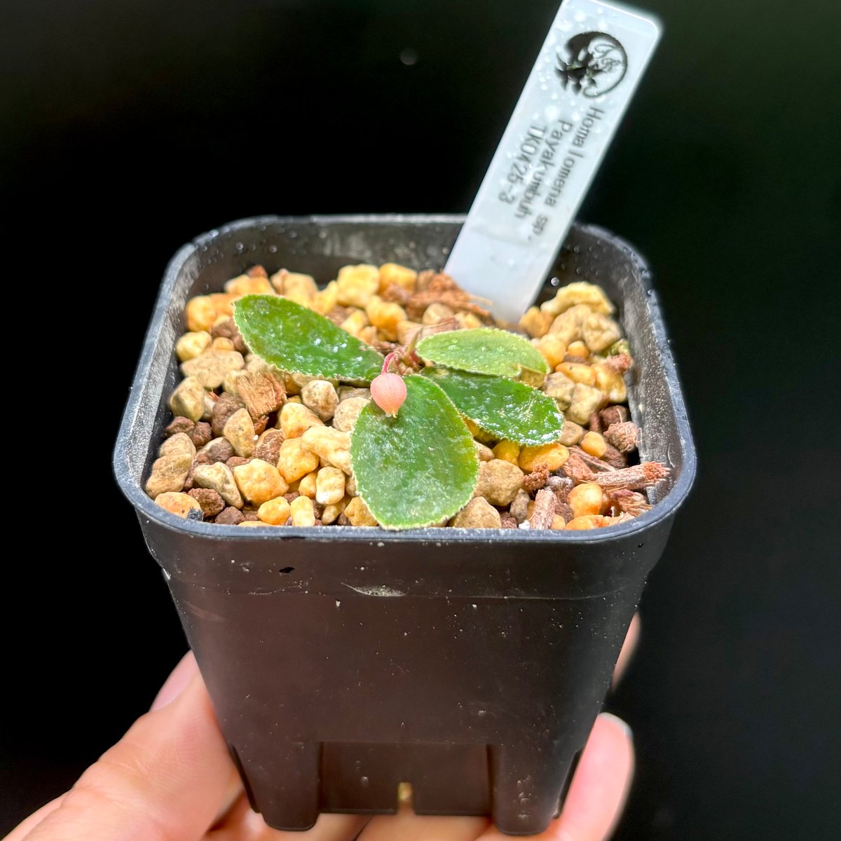 その他観葉植物 Homalomena sp. Sumatera Barat TK0425-1 Homalomena