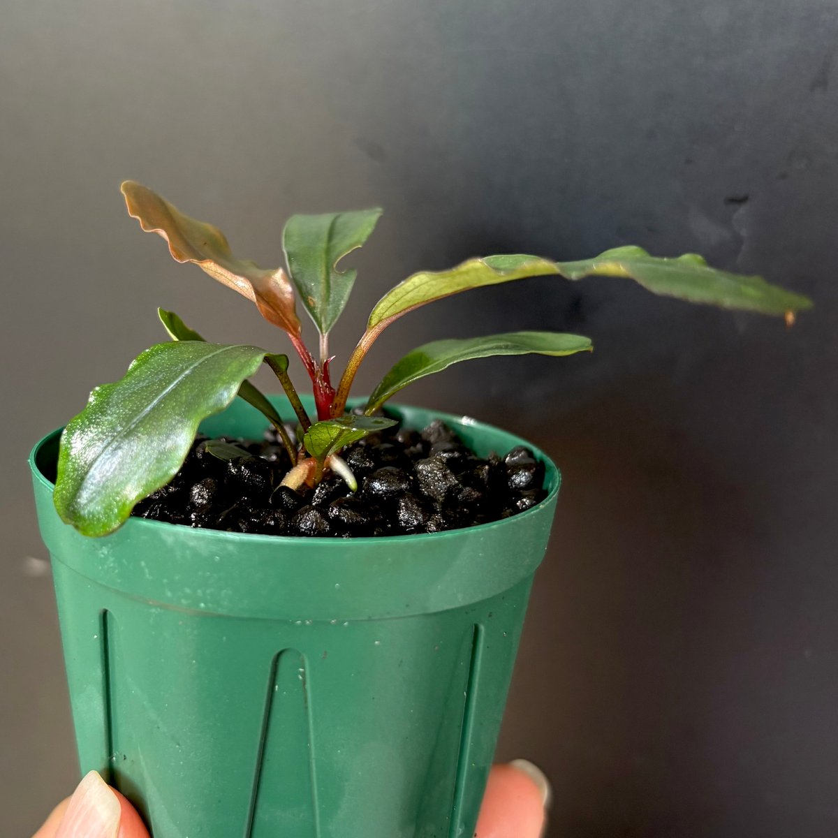 CLA】Bucephalandra sp 