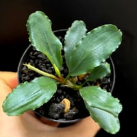 CLA】Bucephalandra sp. 