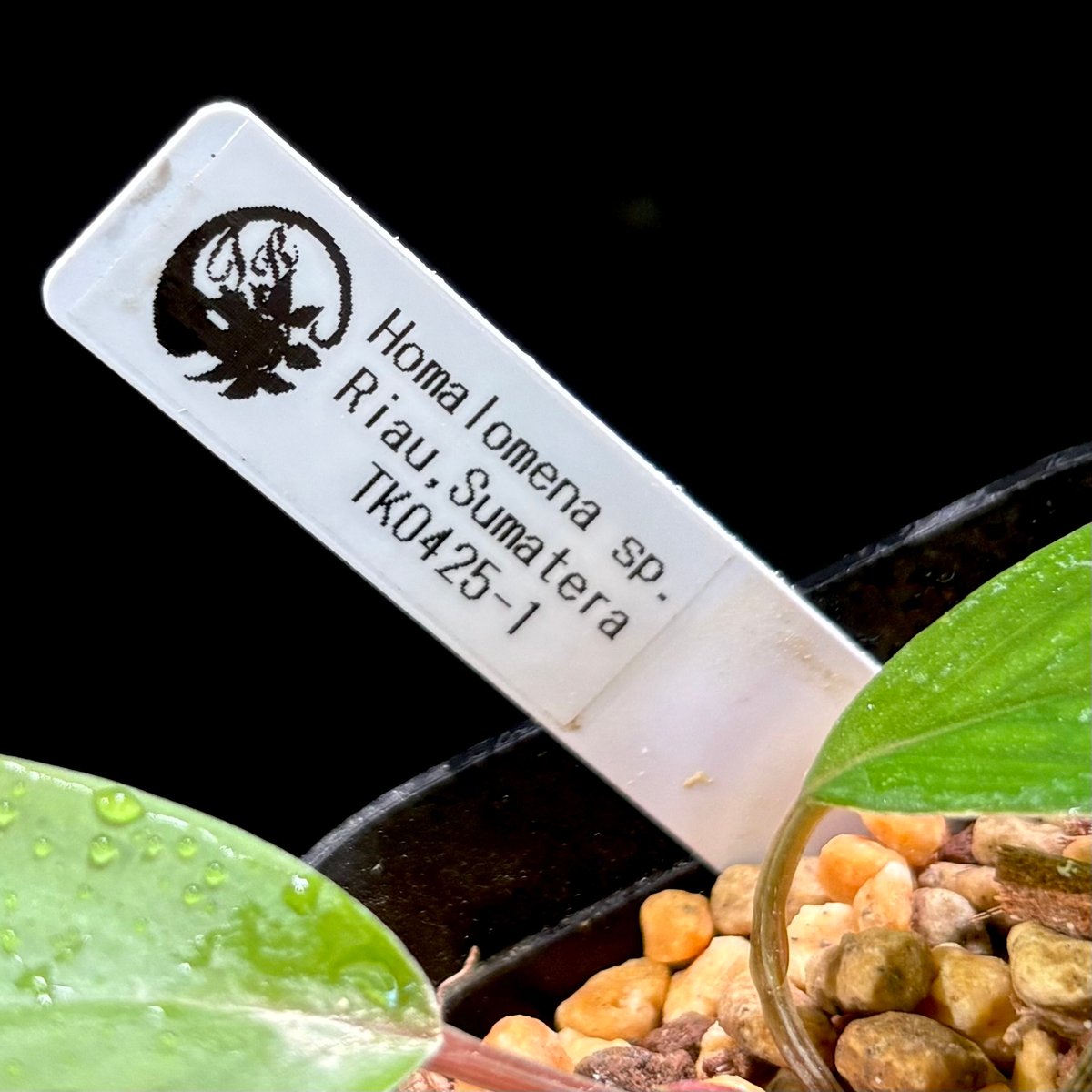 Homalomena sp. Riau, Sumatera TK0425-1【Homa-000