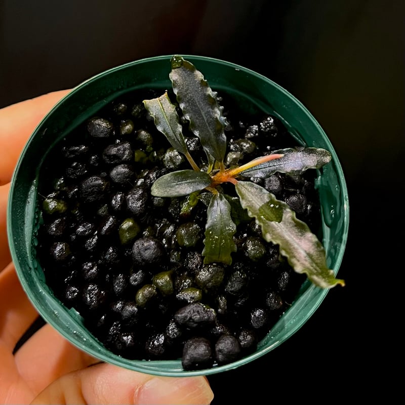 CLA】Bucephalandra sp. 