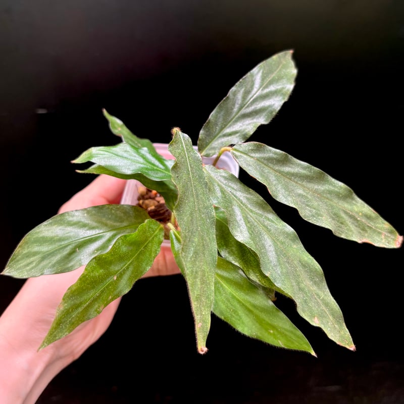 カラテア ルフィバルバ | hanatsumugi GREEN