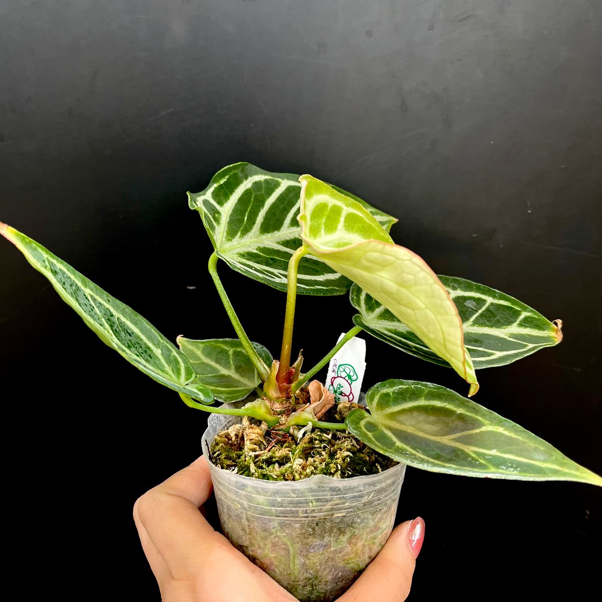 アンスリウム ドラヤキ | hanatsumugi GREEN