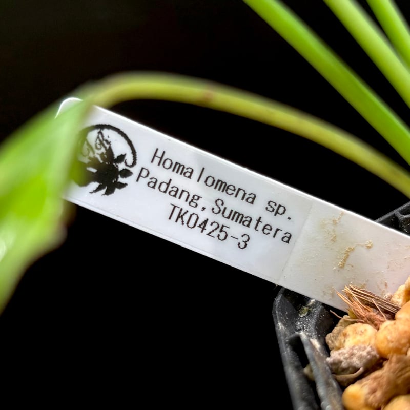 ホマロメナ Homalomena cf.pyrospatha TK0425-3 Yahoo!オークション - Homalomena cf. pyrospatha Jambi