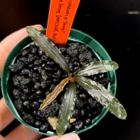 CLA】Bucephalandra sp. 