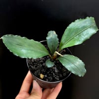 CLA】Bucephalandra sp. 