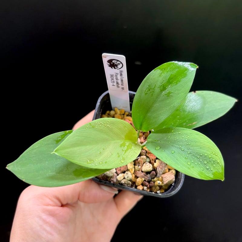 Homalomena sp. Payakumbuh TK0425-4【Homa-0006】 |