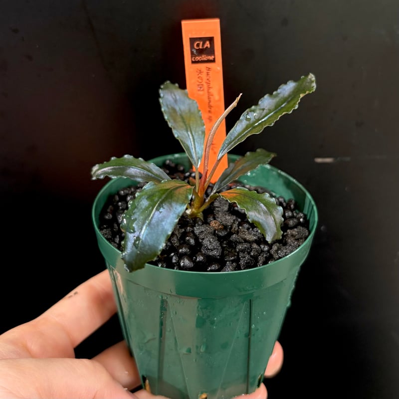 CLA】Bucephalandra sp. 