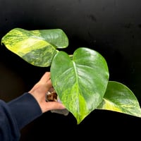 Monstera deliciosa 'Yellow Marilyn'(1点物:no.2)