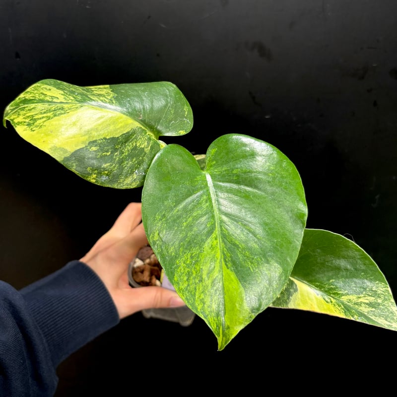 Monstera deliciosa 'Yellow Marilyn'(1点物:no.2) |