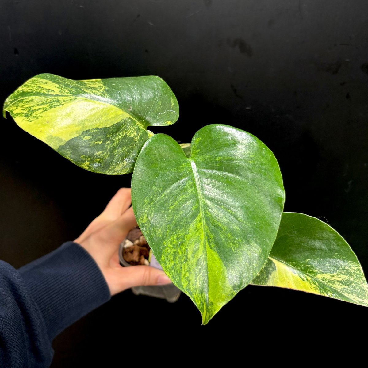 Monstera deliciosa 'Yellow Marilyn'(1点物:no.2) |