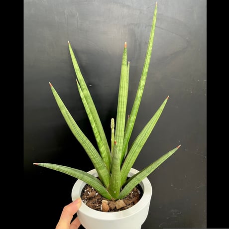 みぃこどん様】EMP サンセベリア 'ブラック' カラバオ / SA257