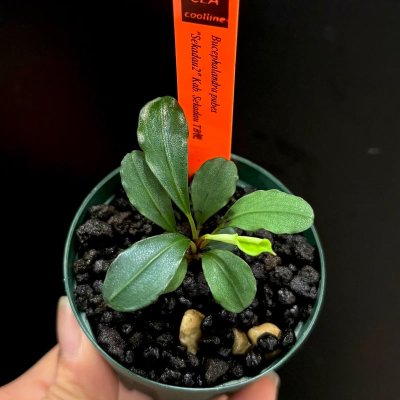 CLA】Bucephalandra pubes 