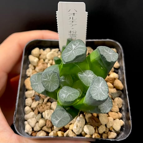 ☆☆万象＊雪国錦＊ハオルチア＊錦☆☆ ハオルチア 万像錦 雪葵錦 極上斑 - メルカリ