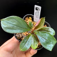 Homalomena sp. Sumatera Barat TK0425-4【Homa-001