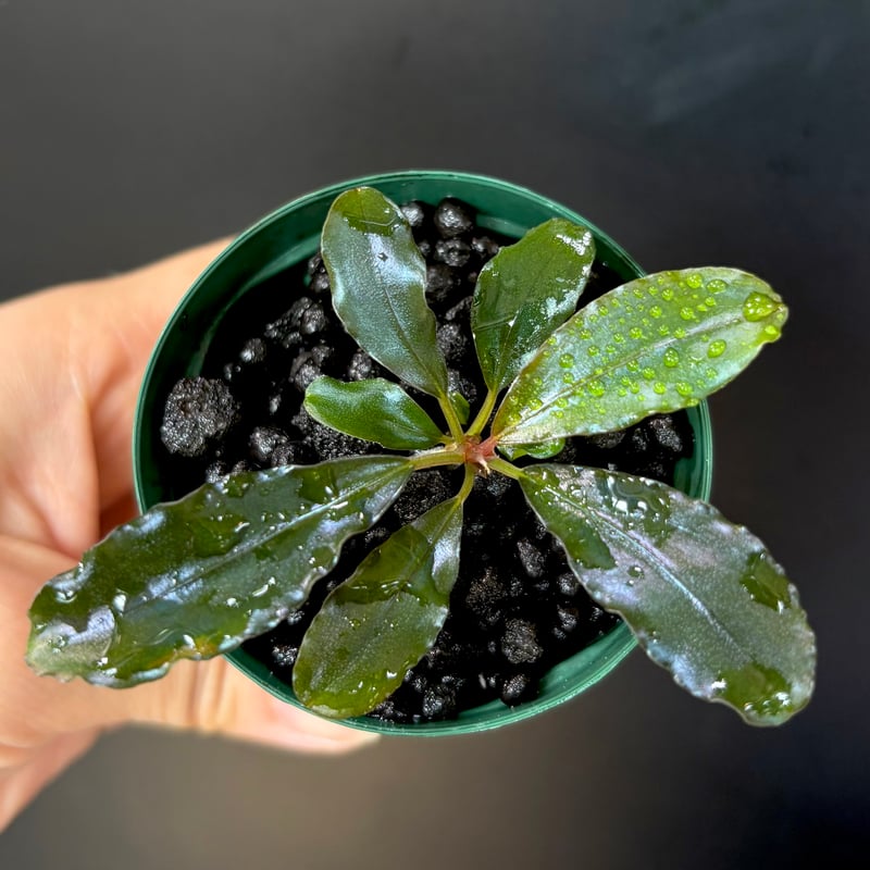CLA】Bucephalandra sp. 