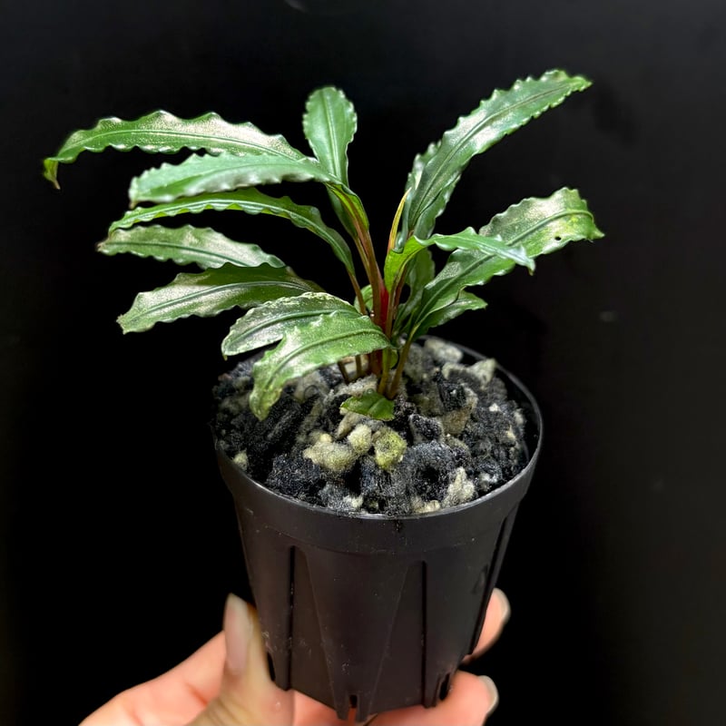 CLA】Bucephalandra sp. 